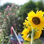 Hotel Dedeminn Garden 4*
