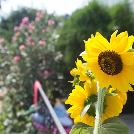 Hotel Dedeminn Garden 4*